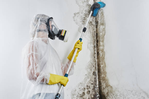 Best Water Damage & Mold Remediation  in Cheney, KS